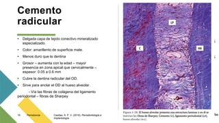 Cemento
radicular
• Delgada capa de tejido conectivo mineralizado
especializado.
• Color: amarillento de superficie mate.
• Menos duro que la dentina
• Grosor – aumenta con la edad – mayor
presencia en zona apical que cervicalmente –
espesor: 0.05 a 0.6 mm
• Cubre la dentina radicular del OD.
• Sirve para anclar el OD al hueso alveolar.
- Vía las fibras de colágena del ligamento
periodontal – fibras de Sharpey
16 Periodoncia Casillas, A. P. V. (2016). Periodontología e
Implantología.
 