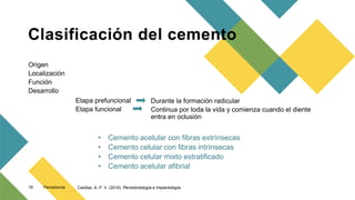 Clasificación del cemento
Origen
Localización
Función
Desarrollo
Etapa prefuncional
Etapa funcional
Durante la formación radicular
Continua por toda la vida y comienza cuando el diente
entra en oclusión
• Cemento acelular con fibras extrínsecas
• Cemento celular con fibras intrínsecas
• Cemento celular mixto estratificado
• Cemento acelular afibrial
Periodoncia
19 Casillas, A. P. V. (2016). Periodontología e Implantología.
 