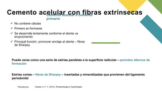 Cemento acelular o cemento
primario
 No contiene células
 Primero en formarse
 Se desarrolla lentamente conforme el diente va
erupcionando
 Principal función: promover anclaje al diente – fibras
de Sharpey
Cemento acelular con fibras extrínsecas
Puede verse como una serie de estrías paralelas a la superficie radicular – periodos alternos de
formación
Estrías cortas – fibras de Sharpey – insertadas y mineralizadas que provienen del ligamento
periodontal
Casillas, A. P. V. (2016). Periodontología e Implantología.
Periodoncia
 