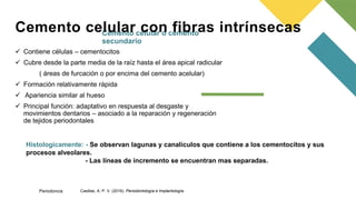 Cemento celular o cemento
secundario
 Contiene células – cementocitos
 Cubre desde la parte media de la raíz hasta el área apical radicular
( áreas de furcación o por encima del cemento acelular)
 Formación relativamente rápida
 Apariencia similar al hueso
 Principal función: adaptativo en respuesta al desgaste y
movimientos dentarios – asociado a la reparación y regeneración
de tejidos periodontales
Cemento celular con fibras intrínsecas
Histologicamente: - Se observan lagunas y canalículos que contiene a los cementocitos y sus
procesos alveolares.
- Las líneas de incremento se encuentran mas separadas.
Casillas, A. P. V. (2016). Periodontología e Implantología.
Periodoncia
 