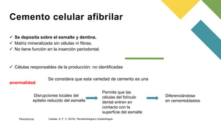  Se deposita sobre el esmalte y dentina.
 Matriz mineralizada sin células ni fibras.
 No tiene función en la inserción periodontal.
 Células responsables de la producción: no identificadas
Se considera que esta variedad de cemento es una
anormalidad
Cemento celular afibrilar
Disrupciones locales del
epitelio reducido del esmalte
Permite que las
células del folículo
dental entren en
contacto con la
superficie del esmalte
Diferenciándose
en cementoblastos
Casillas, A. P. V. (2016). Periodontología e Implantología.
Periodoncia
 