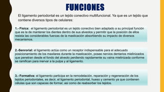 FUNCIONES
El ligamento periodontal es un tejido conectivo multifuncional. Ya que es un tejido que
contiene diversos tipos de celulares:
1.- Fisica: el ligamento periodontal es un tejido conectivo bien adaptado a su principal función
que es la de mantener los dientes dentro de sus alveolos y permitir que la posición de ellos
resista las considerables fuerzas de la masticación absorbiendo su impacto de diversos
mecanismos.
2.-Senrorial: el ligamento actúa como un receptor indispensable para el adecuado
posicionamiento de los maxilares durante la masticación, posee nervios dentarios mielinizados
que penetran desde el fondo del alveolo perdiendo rapidamente su vaina mielinizada conforme
se ramifican para inervar a la pulpa y al ligamento.
3.- Formativa: el ligamento participa en la remodelación, reparación y regeneración de los
tejidos periodontales, es decir, el ligamento periodontal, hueso y cemento ya que contienen
células que son capaces de formar, asi como de reabsorber los tejidos.
 