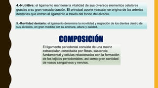 4.-Nutritiva: el ligamento mantiene la vitalidad de sus diversos elementos celulares
gracias a su gran vascularización. El principal aporte vascular se origina de las arterias
dentarias que entran al ligamento a través del fondo del alveolo.
5.-Movilidad dentaria: el ligamento determina la movilidad y migración de los dientes dentro de
sus alveolos, en gran medida por su anchura, altura y calidad.
COMPOSICIÓN
El ligamento periodontal consiste de una matriz
extracelular, constituida por fibras, sustancia
fundamental y células relacionadas con la formación
de los tejidos periodontales, asi como gran cantidad
de vasos sanguineos y nervios.
 