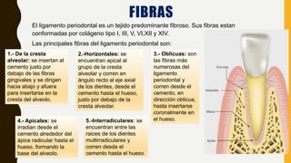 FIBRAS
El ligamento periodontal es un tejido predominante fibroso. Sus fibras estan
conformadas por colágeno tipo I, III, V, VI,XII y XIV.
Las principales fibras del ligamento periodontal son:
1.- De la cresta
alveolar: se insertan al
cemento justo por
debajo de las fibras
gingivales y se dirigen
hacia abajo y afuera
para insertarse en la
cresta del alveolo.
2.-Horizontales: se
encuentran apical al
grupo de la cresta
alveolar y corren en
ángulo recto al eje axial
de los dientes, desde el
cemento hasta el hueso,
justo por debajo de la
cresta alveolar.
3.- Oblicuas: son
las fibras más
numerosas del
ligamento
periodontal y
corren desde el
cemento, en
dirección oblicua,
hasta insertarse
coronalmente en
el hueso.
4.- Apicales: se
irradian desde el
cemento alrededor del
ápice radicular hasta el
hueso, formando la
base del alveolo.
5.-Interradiculares: se
encuentran entre las
raices de los dientes
multirradiculares y
corren desde el
cemento hasta el hueso.
 