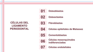 CÉLULAS DEL
LIGAMENTO
PERIODONTAL
01
04
02
05
03
06
Osteoblastos
Osteoclastos
Fibroblastos
Células epiteliales de Malassez
Cementoblastos
Células mesenquimales
indiferenciadas
07 Células endoteliales
 