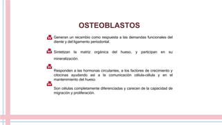 OSTEOBLASTOS
Generan un recambio como respuesta a las demandas funcionales del
diente y del ligamento periodontal.
Sintetizan la matriz orgánica del hueso, y participan en su
mineralización.
Responden a las hormonas circulantes, a los factores de crecimiento y
citocinas ayudando así a la comunicación célula-célula y en el
mantenimiento del hueso.
Son células completamente diferenciadas y carecen de la capacidad de
migración y proliferación.
 