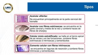 Tipos
https://www
Acelular afibrilar:
Se encuentran principalmente en la parte cervical del
esmalte
Acelular con fibras extrínsecas: se encuentra en la
parte coronal y media de la raíz y contiene haces de
fibras de sharpey
Celular mixto estratificado: se halla en el tercio apical
de as raíces y en las furcaciones ,contiene fibras
extrínsecas e intrínsecas y cementocitos
Cemento celular con fibras intrínsecas
se encuentra en lagunas de resorción y contiene fibras
intrinscas y cementocitos:
 