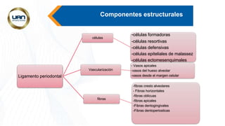 Componentes estructurales
Ligamento periodontal
células
-células formadoras
-células resortivas
-células defensivas
-células epiteliales de malassez
-células ectomesenquimales
Vascularización
- Vasos apicales
-vasos del hueso alveolar
-vasos desde el margen celular
fibras
-fibras cresto alveolares
- Fibras horizontales
-fibras oblicuas
-fibras apicales
-Fibras dentogingivales
-Fibras dentoperiosticas
 
