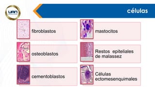 células
fibroblastos mastocitos
osteoblastos
Restos epiteliales
de malassez
cementoblastos
Células
ectomesenquimales
 