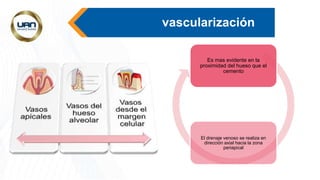 vascularización
Es mas evidente en la
proximidad del hueso que el
cemento
El drenaje venoso se realiza en
dirección axial hacia la zona
periapical
 