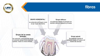 fibras
Grupo de la cresta
alveolar:
Se extienden oblicuamente desde
el cemento debajo de la inserción
epitelial, hasta la cresta alveolar
GRUPO HORIZONTAL:
se extienden en Angulo recto
al eje mayor del diente
Grupo oblicuo:
se extiende desde el cemento en
sentido oblicuo respecto al hueso
Grupo apical:
Se extiende desde el
cemento hasta el hueso e el
fondo del alveolo
 