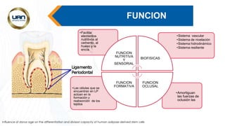 FUNCION
Influence of donor age on the differentiation and division capacity of human adipose-derived stem cells
•Amortiguan
las fuerzas de
oclusión las
•Las células que se
encuentran en LP
actúan en la
formación y
reabsorción de los
tejidos
•Sistema vascular
•Sistema de nivelación
•Sistema hidrodinámico
•Sistema resiliente
•Facilita
elementos
nutritivos al
cemento, al
hueso y la
encía
FUNCION
NUTRITIVA
Y
SENSORIAL
BIOFISICAS
FUNCION
OCLUSAL
FUNCION
FORMATIVA
 