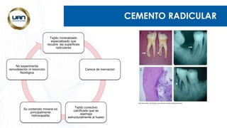 CEMENTO RADICULAR
Tejido mineralizado
especializado que
recubre las superficies
radiculares
Carece de inervación
Tejido conectivo
calcificado que se
asemeja
estructuralmente al hueso
Su contenido mineral es
principalmente
hidroxapatita
No experimenta
remodelación ni resorción
fisiológica
https://dentometric.com/desgarros-del-cemento-evaluados-radiograficamente/
 