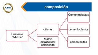composición
Cemento
radicular
células
Cementoblastos
cementoclastos
cementocitos
Matriz
extracelular
calcificada
 