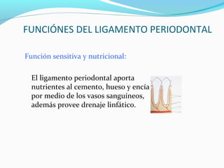 Ligamento periodontal | PPT