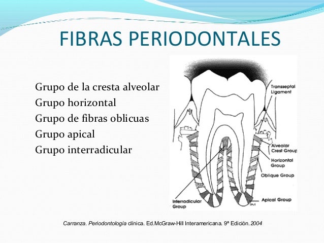 Ligamento periodontal