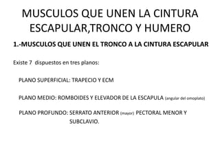 MUSCULOS QUE UNEN LA CINTURA
    ESCAPULAR,TRONCO Y HUMERO
1.-MUSCULOS QUE UNEN EL TRONCO A LA CINTURA ESCAPULAR

Existe 7 dispuestos en tres planos:

  PLANO SUPERFICIAL: TRAPECIO Y ECM

  PLANO MEDIO: ROMBOIDES Y ELEVADOR DE LA ESCAPULA (angular del omoplato)

  PLANO PROFUNDO: SERRATO ANTERIOR (mayor) PECTORAL MENOR Y
                  SUBCLAVIO.
 