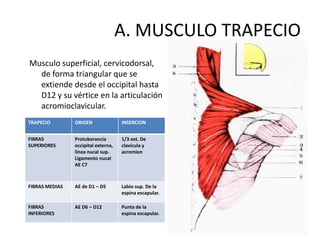 A. MUSCULO TRAPECIO
Musculo superficial, cervicodorsal,
  de forma triangular que se
  extiende desde el occipital hasta
  D12 y su vértice en la articulación
  acromioclavicular.
TRAPECIO        ORIGEN               INSERCION


FIBRAS          Protuberancia        1/3 ext. De
SUPERIORES      occipital externa,   clavícula y
                línea nucal sup.     acromion
                Ligamento nucal
                AE C7



FIBRAS MEDIAS   AE de D1 – D5        Labio sup. De la
                                     espina escapular.

FIBRAS          AE D6 – D12          Punta de la
INFERIORES                           espina escapular.
 