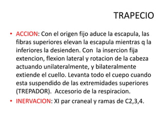 TRAPECIO
• ACCION: Con el origen fijo aduce la escapula, las
  fibras superiores elevan la escapula mientras q la
  inferiores la desienden. Con la insercion fija
  extencion, flexion lateral y rotacion de la cabeza
  actuando unilateralmente, y bilateralmente
  extiende el cuello. Levanta todo el cuepo cuando
  esta suspendido de las extremidades superiores
  (TREPADOR). Accesorio de la respiracion.
• INERVACION: XI par craneal y ramas de C2,3,4.
 