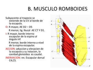 B. MUSCULO ROMBOIDES
Subyacente al trapecio se
    extiende de la CV al borde de
    la escapula.
O: R mayor, AE D2 – D5
    R menor, lig. Nucal AE C7 Y D1.
I: R mayor, borde interno
    escapular de la espina al
    ángulo inf.
    R menor, borde interno a nivel
    de la espina escapular.
ACCION: aduccion y elevacion de
    la escapula y su rotacion, la
    cavidad glenoidea es caudal.
INERVACION: nn. Escapular dorsal
    C4,C5.
 