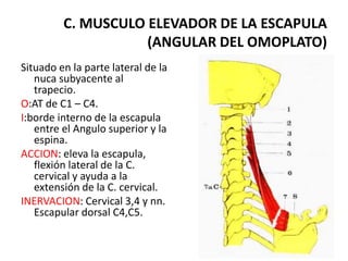 C. MUSCULO ELEVADOR DE LA ESCAPULA
                    (ANGULAR DEL OMOPLATO)
Situado en la parte lateral de la
   nuca subyacente al
   trapecio.
O:AT de C1 – C4.
I:borde interno de la escapula
   entre el Angulo superior y la
   espina.
ACCION: eleva la escapula,
   flexión lateral de la C.
   cervical y ayuda a la
   extensión de la C. cervical.
INERVACION: Cervical 3,4 y nn.
   Escapular dorsal C4,C5.
 