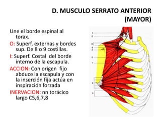 D. MUSCULO SERRATO ANTERIOR
                                       (MAYOR)
Une el borde espinal al
    torax.
O: Superf. externas y bordes
    sup. De 8 o 9 costillas.
I: Superf. Costal del borde
    interno de la escapula.
ACCION: Con origen fijo
    abduce la escapula y con
    la inserción fija actúa en
    inspiración forzada
INERVACION: nn torácico
    largo C5,6,7,8
 