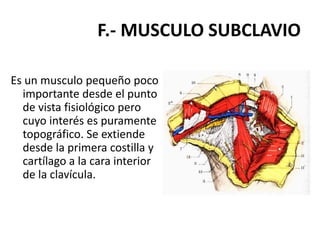F.- MUSCULO SUBCLAVIO

Es un musculo pequeño poco
  importante desde el punto
  de vista fisiológico pero
  cuyo interés es puramente
  topográfico. Se extiende
  desde la primera costilla y
  cartílago a la cara interior
  de la clavícula.
 