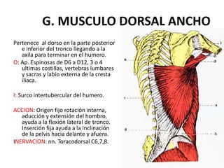 G. MUSCULO DORSAL ANCHO
Pertenece al dorso en la parte posterior
   e inferior del tronco llegando a la
   axila para terminar en el humero.
O: Ap. Espinosas de D6 a D12, 3 o 4
   ultimas costillas, vertebras lumbares
   y sacras y labio externa de la cresta
   iliaca.

I: Surco intertubercular del humero.

ACCION: Origen fijo rotación interna,
   aducción y extensión del hombro,
   ayuda a la flexión lateral de tronco.
   Inserción fija ayuda a la inclinación
   de la pelvis hacia delante y afuera.
INERVACION: nn. Toracodorsal C6,7,8.
 