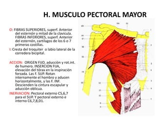 H. MUSCULO PECTORAL MAYOR
O: FIBRAS SUPERIORES, superf. Anterior
     del esternón y mitad de la clavicula.
     FIBRAS INFERIORES, superf. Anterior
     del esternón, cartílagos de los 6 o 7
     primeras costillas.
I: Cresta del troquiter o labio lateral de la
     corredera bicipital.

ACCION: ORIGEN FIJO, aducción y rot.int.
   de humero. INSERCION FIJA,
   elevación del tórax en la inspiración
   forzada. Las F. SUP. Rotan
   internamente el hombro y aducen
   horizontalmente, y las F. INF.
   Descienden la cintura escapular y
   aducción oblicua.
INERVACION: Pectoral externo C5,6,7
   para el SUP. Y pectoral externo e
   interno C6,7,8,D1.
 