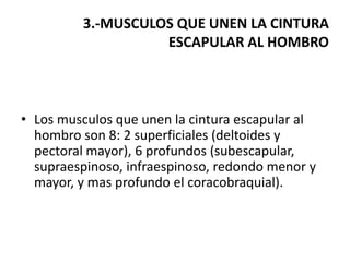 3.-MUSCULOS QUE UNEN LA CINTURA
                   ESCAPULAR AL HOMBRO



• Los musculos que unen la cintura escapular al
  hombro son 8: 2 superficiales (deltoides y
  pectoral mayor), 6 profundos (subescapular,
  supraespinoso, infraespinoso, redondo menor y
  mayor, y mas profundo el coracobraquial).
 