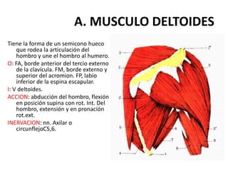 A. MUSCULO DELTOIDES
Tiene la forma de un semicono hueco
    que rodea la articulación del
    hombro y une el hombro al humero.
O: FA, borde anterior del tercio externo
    de la clavícula. FM, borde externo y
    superior del acromion. FP, labio
    inferior de la espina escapular.
I: V deltoides.
ACCION: abducción del hombro, flexión
    en posición supina con rot. Int. Del
    hombro, extensión y en pronación
    rot.ext.
INERVACION: nn. Axilar o
    circunflejoC5,6.
 