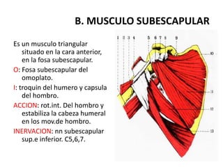 B. MUSCULO SUBESCAPULAR
Es un musculo triangular
    situado en la cara anterior,
    en la fosa subescapular.
O: Fosa subescapular del
    omoplato.
I: troquin del humero y capsula
    del hombro.
ACCION: rot.int. Del hombro y
    estabiliza la cabeza humeral
    en los mov.de hombro.
INERVACION: nn subescapular
    sup.e inferior. C5,6,7.
 