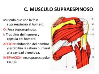 C. MUSCULO SUPRAESPINOSO
Musculo que une la fosa
    supraespinosa al humero.
O: Fosa supraespinosa.
I: Troquiter del humero y
    capsula del hombro.
ACCION: abducción del hombro
    y estabiliza la cabeza humeral
    a la cavidad glenoidea.
INERVACION: nn.supraescapular
    C4,5,6.
 