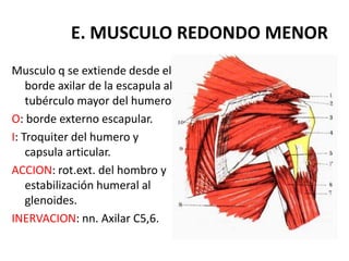 E. MUSCULO REDONDO MENOR
Musculo q se extiende desde el
    borde axilar de la escapula al
    tubérculo mayor del humero.
O: borde externo escapular.
I: Troquiter del humero y
    capsula articular.
ACCION: rot.ext. del hombro y
    estabilización humeral al
    glenoides.
INERVACION: nn. Axilar C5,6.
 