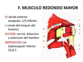 F. MUSCULO REDONDO MAYOR
O: borde externo
    escapular. 1/3 inferior.
I: cresta del troquin del
    humero.
ACCION: rot.int. Aduccion
    y extencion del hombro
INERVACION: nn.
    Subescapular inferior
    C5,6,7.
 