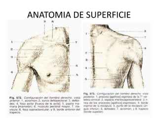 ANATOMIA DE SUPERFICIE
 