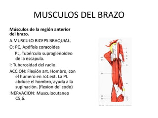 MUSCULOS DEL BRAZO
Músculos de la región anterior
del brazo.
A.MUSCULO BICEPS BRAQUIAL.
O: PC, Apófisis coracoides
    PL, Tubérculo supraglenoideo
    de la escapula.
I: Tuberosidad del radio.
ACCION: Flexión art. Hombro, con
    el humero en rot.ext. La PL
    abduce el hombro, ayuda a la
    supinación. (flexion del codo)
INERVACION: Musculocutaneo
    C5,6.
 