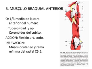 B. MUSCULO BRAQUIAL ANTERIOR

O: 1/3 medio de la cara
    anterior del humero
I: Tuberosidad y ap.
    Coronoides del cubito.
ACCION: Flexión art. codo.
INERVACION:
    Musculocutaneo y rama
    mínima del radial C5,6.
 