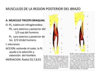 MUSCULOS DE LA REGION POSTERIOR DEL BRAZO


A. MUSCULO TRICEPS BRAQUIAL
O: PL, tubérculo infraglenoideo.
    PE, cara externa y posterior del
          1/3 sup.del humero.
    PI, cara externa y posterior de
    los 2/3 inf,del humero.
I: olecranon
ACCION: extiende el codo, la PL
    ayuda a la aducción y
    extensión del hombro
INERVACION: Radial C6,7,8,D1
 