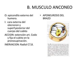 B. MUSCULO ANCONEO
O: epicondilo externo del     • APONEUROSIS DEL
   humero.                      BRAZO
I: cara externa del
   olecranon y
   superf.posterior del
   cuerpo del cubito
ACCION: extensión art. Codo
   y fija el cubito en la
   pronosupinación.
INERVACION: Radial C7,8.
 