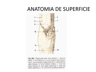 ANATOMIA DE SUPERFICIE
 