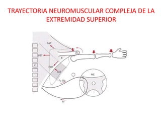 TRAYECTORIA NEUROMUSCULAR COMPLEJA DE LA
           EXTREMIDAD SUPERIOR
 