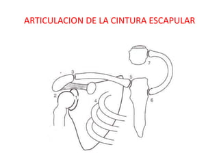 ARTICULACION DE LA CINTURA ESCAPULAR
 