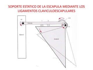 SOPORTE ESTATICO DE LA ESCAPULA MEDIANTE LOS
     LIGAMENTOS CLAVICULOESCAPULARES
 