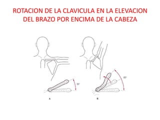 ROTACION DE LA CLAVICULA EN LA ELEVACION
   DEL BRAZO POR ENCIMA DE LA CABEZA
 