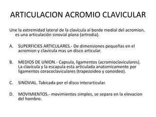 ARTICULACION ACROMIO CLAVICULAR
Une la extremidad lateral de la clavícula al borde medial del acromion,
  es una articulación sinovial plana (artrodia).

A.   SUPERFICIES ARTICULARES.- De dimensiones pequeñas en el
     acromion y clavícula mas un disco articular.

B.   MEDIOS DE UNION.- Capsula, ligamentos (acromioclaviculares).
     La clavícula y la escapula esta articulada anatomicamente por
     ligamentos coracoclaviculares (trapezoideo y conoideo).

C.   SINOVIAL. Tabicada por el disco interarticular.

D. MOVIMIENTOS.- movimientos simples, se separa en la elevacion
   del hombro.
 