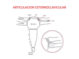 ARTICULACION ESTERNOCLAVICULAR
 