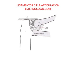 LIGAMENTOS D ELA ARTICULACION
     ESTERNOCLAVICULAR
 