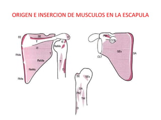 ORIGEN E INSERCION DE MUSCULOS EN LA ESCAPULA
 