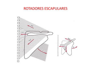 ROTADORES ESCAPULARES
 
